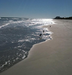 Ocean waves with birds